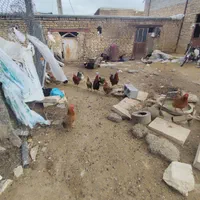 خروس محلی و تخم مرغ محلی|خوردنی و آشامیدنی|شازند, |دیوار