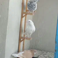 کفتر صیدقلدر