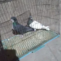 ماده خوشکل|پرنده|رفسنجان, |دیوار