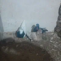 کفتر۳تاباهم 650مفت