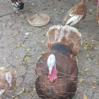 خروس بوقلمون نمیچه|حیوانات مزرعه|اردبیل, |دیوار