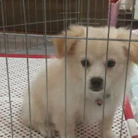 واگذاری توله پامر اشپیتز3ماهه