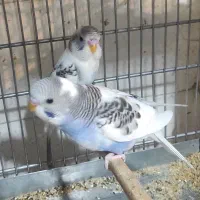 مرغ عشق و عروس هلندی|پرنده|مرودشت, ابوذر شمالی‎|دیوار