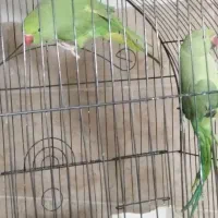 طوطی ملنگو ماده. فقط معاوضه با نر