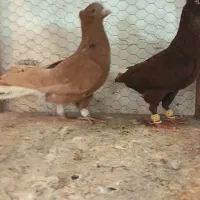 کبوتر|پرنده|مشهد, انصار|دیوار