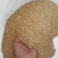 گندم دیم