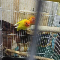 طوطی برزیلی نروماده همراه تخم هایش
