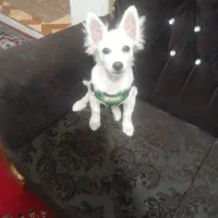 سگ خانگی با تربیت