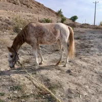 اسب ماده یورقه|اسب و تجهیزات اسب‌سواری|شیروان (خراسان), |دیوار