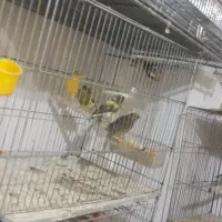 سهره و قناری خوشگل|پرنده|اردبیل, |دیوار