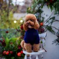 آرایشگاه حیوانات و مربی سگ