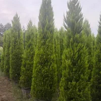 فروش ویژه سرولاوسون کامیس یاس هلندی|گل و گیاه طبیعی|نشتارود, |دیوار