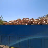 کدوشیرین عسل بروجردی ۸۰ تن|خوردنی و آشامیدنی|اصفهان, ارغوانیه|دیوار