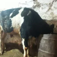 گاو نر|حیوانات مزرعه|بیرانوند, |دیوار