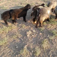 دوراس بره قوچی چهار ماهه