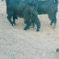 دوتا بزغاله دوبوری