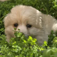 توله شیتسو تریر