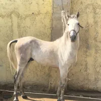 اسب