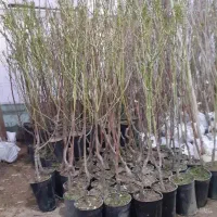 بادام گلدانی باردار دیر گل مقاوم به سرما|خدمات باغبانی و درختکاری|سراب, |دیوار