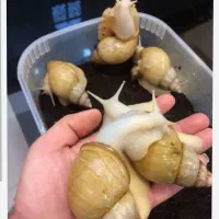 کسب درآمد با پرورش حلزون