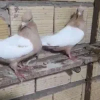 3جفت سینه زرد|پرنده|جلفا, |دیوار