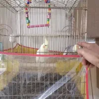 عروس هلندی معاوضه با نقره|پرنده|تهران, سبلان (لشگر)|دیوار