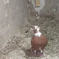 گمشده|حیوانات|کرباسک, |دیوار