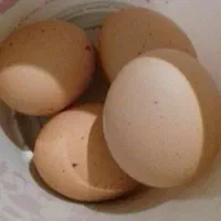 تخم مرغ بومی