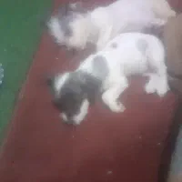 فروش سگ شیتزو و توله سگ شیتزو|سگ|اهواز, کوی باهنر|دیوار