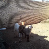 بز نرجوان بره نر