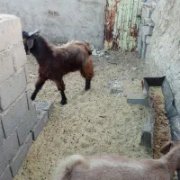 یه عدد کره نر چاق|حیوانات مزرعه|تیمور آباد, |دیوار