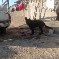 ژرمن بلک|سگ|گنبد کاووس, |دیوار