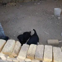 سگ نژاد دار|سگ|بروجرد, |دیوار