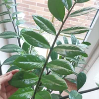 زاموفیلیا|گل و گیاه طبیعی|تبریز, |دیوار