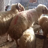 میش و نرمیش|حیوانات|گتوند, |دیوار