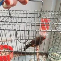 سهره دورگ کرمانی نر دوساله رام رام