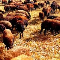 گوسفند آبستن وبره دار|حیوانات مزرعه|تیکمه داش, |دیوار