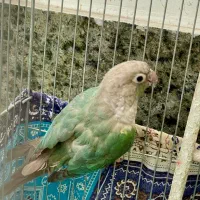 طوطی گرینچیک آبی فیروزه ای