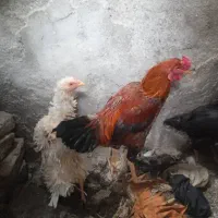 مرغ محلی جهت معاوضه برای سگ پشمالو پاکوتاه