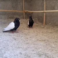 چهل عدد کفتر سینه ای (قزوینی)و کله درا دم سبز