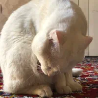 واگذاری گربه اسکاتیش سفید