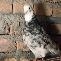 پرنده اوچان گوش