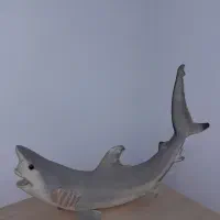 مجسمه کوسه طبیعی