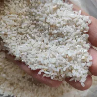 برنج نیم دانه درشت طارم هاشمی