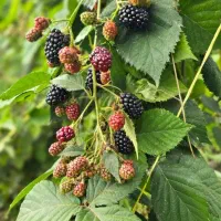 تمشک بدون خار|گل و گیاه طبیعی|رستم‌آباد, |دیوار