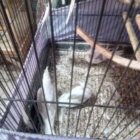 سلام به دوستان عزیز ۳عدد جوجه عروس یکتی|پرنده|هشتگرد, تهران دشت|دیوار