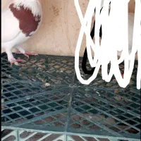 کبوتر رنگی معامله|پرنده|سراوان, |دیوار