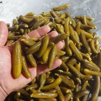 خیارشور|عمده‌فروشی|کبودرآهنگ, |دیوار