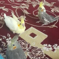 جوجه عروس هلندی