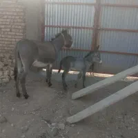 خربایک کره نر|حیوانات مزرعه|چناران, |دیوار